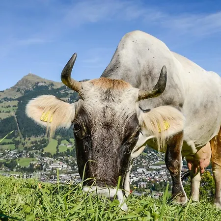 Zentral ****superior Kirchberg in Tirol